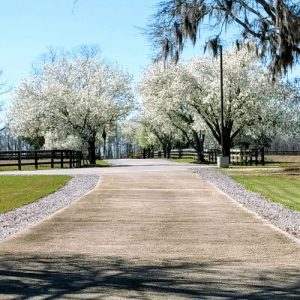 IMG_20180227_140005559 - driveway with blooming trees
