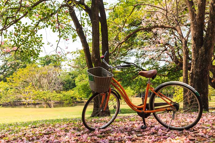 bicycle parked under blooming tree